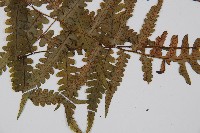 東洋蹄蓋蕨藏品圖，第5張