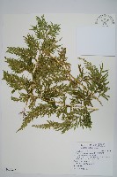 全緣卷柏藏品圖，第1張