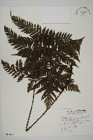 薄葉擬肋毛蕨藏品圖，第1張