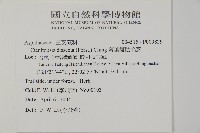 薄葉擬肋毛蕨藏品圖，第2張