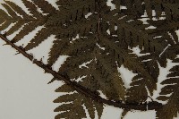 薄葉擬肋毛蕨藏品圖，第4張