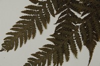 薄葉擬肋毛蕨藏品圖，第5張