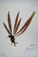 蘭嶼車前蕨藏品圖，第1張