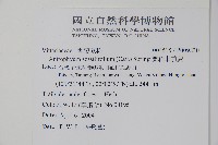 蘭嶼車前蕨藏品圖，第2張