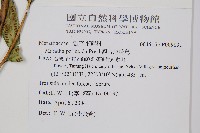 觀音座蓮舅藏品圖，第2張