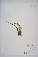 福氏石松藏品圖，第1張