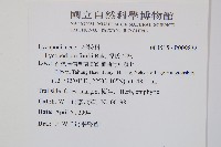 福氏石松藏品圖，第2張