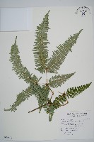 芒萁藏品圖，第1張