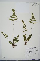 海島陵齒蕨藏品圖，第1張