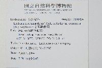 海島陵齒蕨藏品圖，第2張