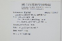 網脈鱗始蕨藏品圖，第2張