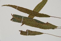 單葉雙蓋蕨藏品圖，第3張