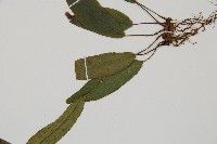 單葉雙蓋蕨藏品圖，第4張