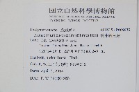 頂芽新月蕨藏品圖，第2張