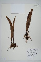 星蕨藏品圖，第1張