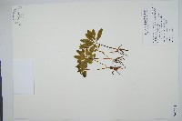 錫蘭七指蕨藏品圖，第1張