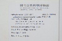 錫蘭七指蕨藏品圖，第2張