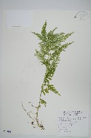 全緣卷柏藏品圖，第1張