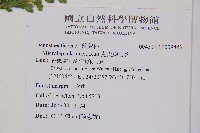 克氏鱗蓋蕨藏品圖，第2張
