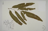 日本鳳丫蕨藏品圖，第1張