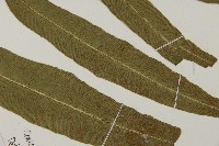 日本鳳丫蕨藏品圖，第6張