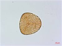 日本鳳丫蕨藏品圖，第2張