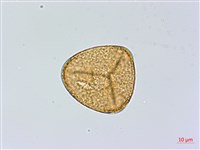 日本鳳丫蕨藏品圖，第4張