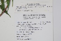 斜葉金星蕨藏品圖，第2張