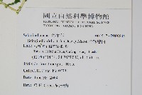 全緣卷柏藏品圖，第2張