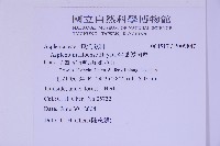 尖葉鐵角蕨藏品圖，第2張