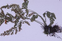 尖葉鐵角蕨藏品圖，第3張