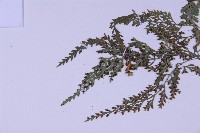 尖葉鐵角蕨藏品圖，第4張