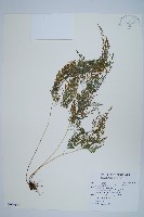 金粉蕨藏品圖，第1張