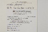 半月形鐵線蕨藏品圖，第2張