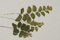 半月形鐵線蕨藏品圖，第3張