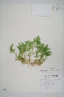 高雄卷柏藏品圖，第1張