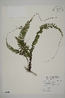 鞭葉鐵線蕨藏品圖，第1張