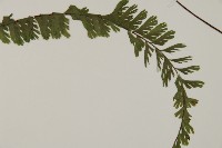 鞭葉鐵線蕨藏品圖，第3張
