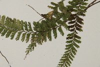 鞭葉鐵線蕨藏品圖，第4張