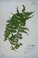 熱帶鱗蓋蕨藏品圖，第1張