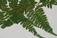 熱帶鱗蓋蕨藏品圖，第3張