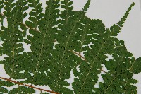 熱帶鱗蓋蕨藏品圖，第4張