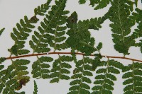 熱帶鱗蓋蕨藏品圖，第5張