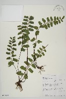 登錄號:P009855藏品圖，第1張