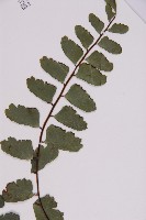 登錄號:P009855藏品圖，第3張