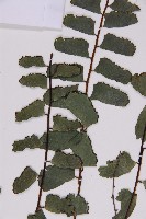 登錄號:P009855藏品圖，第4張