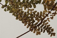 登錄號:P009856藏品圖，第3張