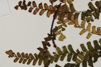 登錄號:P009856藏品圖，第4張