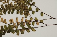 登錄號:P009856藏品圖，第5張