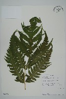 登錄號:P009857藏品圖，第1張